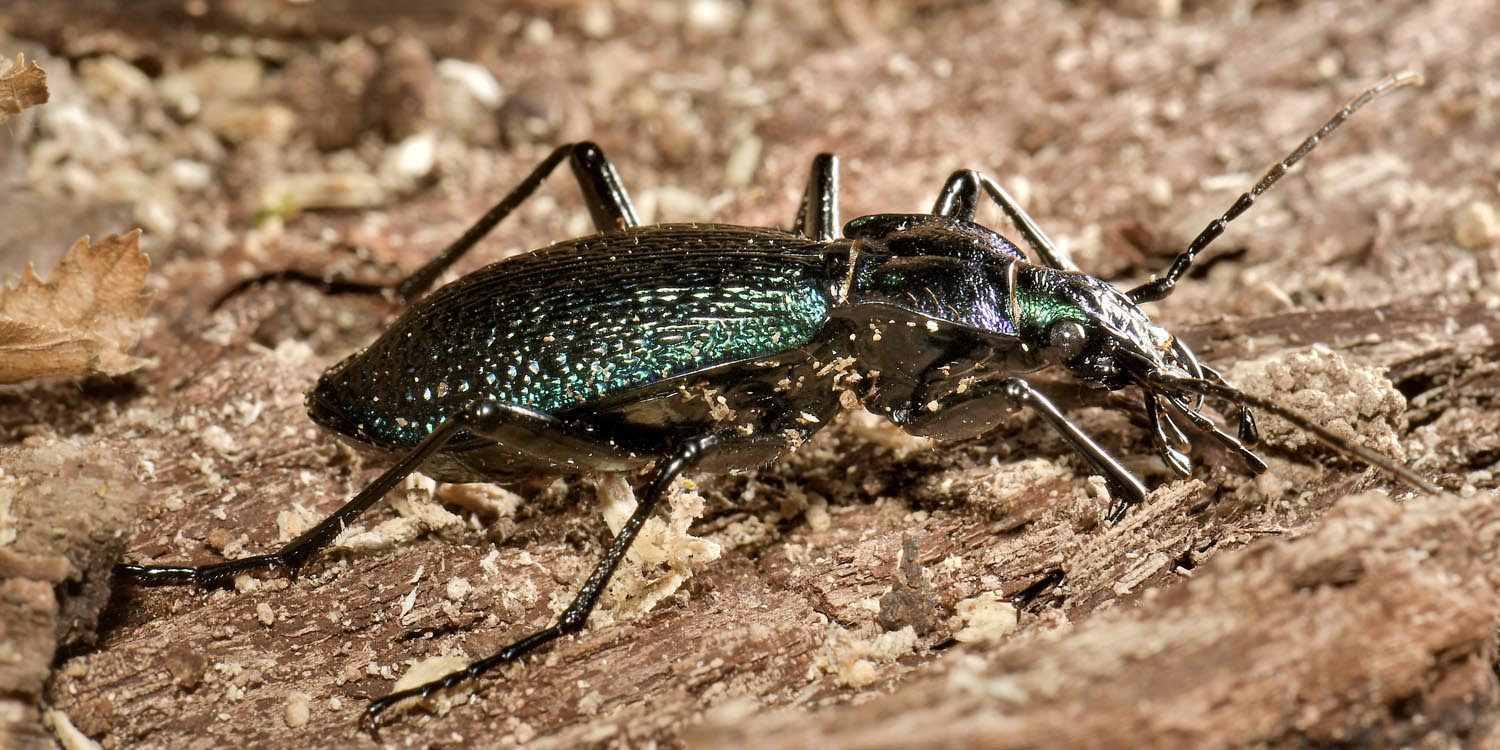 Carabidae: Carabus intricatus? S.